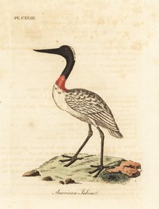 Wood Stork. Handcoloured Copperplate by John Latham from A General History of Birds, Winchester
