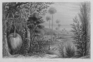 Australian Trees and Shrubs by John Le Keux