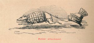 Mutual Attachment, 1852 by John Leech