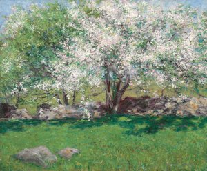 Apple Trees