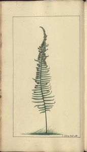 A page from the 