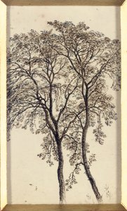 Study of trees by John MacWhirter