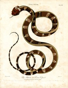 African Viper (Coluber)