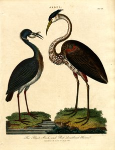 Black Stork and Red-shouldered Heron