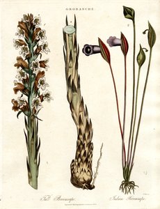 Broomrape and Arum Species
