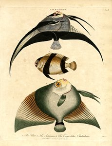 Butterflyfish: Freira, Acuauna, and Vespertilio