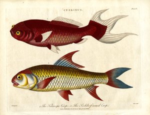 Carp Species (Cyprinus)