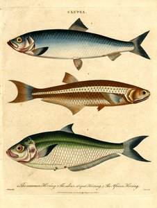 Herring Species