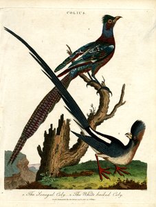 Colius Species (Mousebirds)