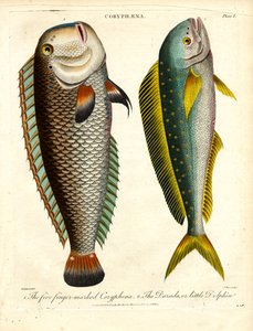Coryphaena Species: Five Finger-marked Coryphaena and Little Dolphin