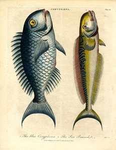 Coryphæna – Dolphinfishes
