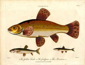Golden Tench, Gudgeon and Minnow
