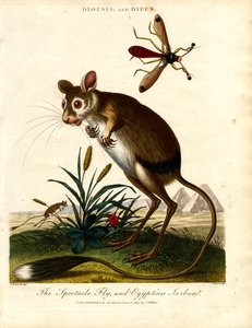 Diopsis and Dipus (Stalk-eyed Fly and Egyptian Jerboa)