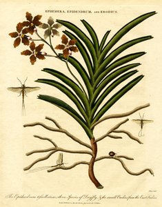 Epidendrum, Ephemera, and Erodius