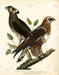 Crested Buzzard and Gloved Buzzard