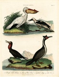 Four Species of Pelicans and Seabirds