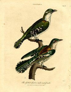 Gilded Cuckoo Male and Female