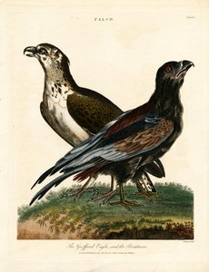 Griffard Eagle and the Boatman
