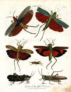 Gryllus: Locusts of the Fifth Division