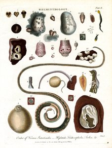 Helminthology; Plate II - Order of Intestinal Worms
