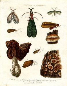 Helvella and Hemerobius