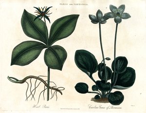 Herb Paris and Grass of Parnassus