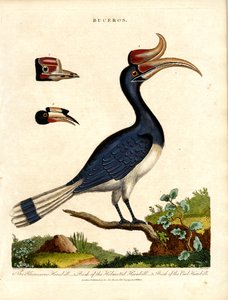 Hornbill Species with Bill Details