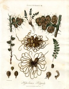 Hyperborean Polypody - Ferns of the Genus Polypodium