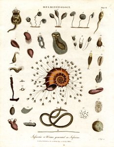 Infusoria or Worms Generated in Infusions