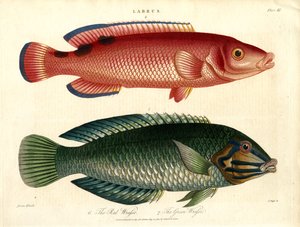 Red Wrasse and Green Wrasse