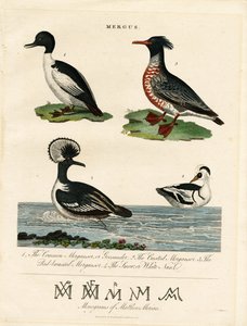 Mergansers (Mergus)