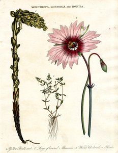 Monotropa, Monsonia and Montia - Three Botanical Genera