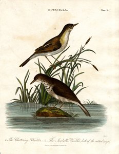 Motacilla: Chattering Warbler and Isabella Warbler