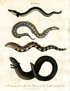Muraena