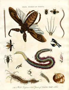 Nepa, Nereis, and Nerita - Water Scorpions and Marine Animals