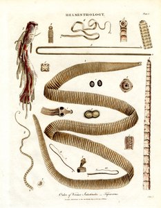 Order of Vermes Intestinales – Tapeworms
