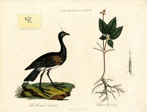 Palamedea and Panax