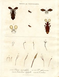 Pausus and Pedicellaria - Insect Species