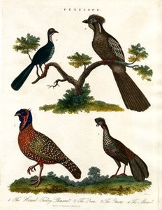 Penelope Species (Turkeys and Pheasants)