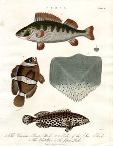 Perch Species