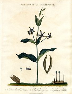 Periconia and Periploca