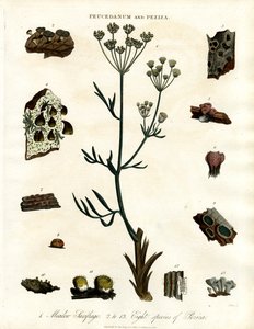 Peucedanum and Peziza