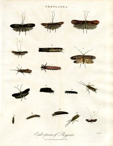 Phryganea - Caddisflies