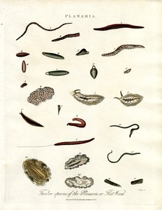 Planaria - Twelve Species of Flatworms
