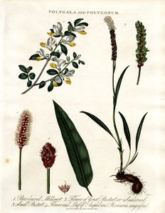 Polygala and Polygonum