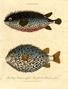 Porcupine Fish