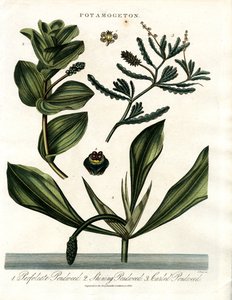 Potamogeton (Pondweed Species)