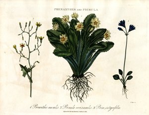Wall Lettuce, Primrose and Entire-leaved Primrose