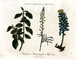 Reseda, Rhamnus and Rhodiola