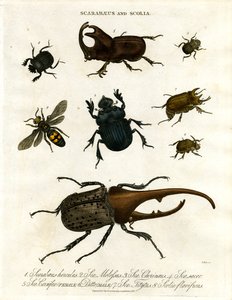 Scarabaeus and Scolia (Beetles and Digger Wasps)